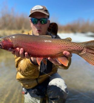 Cutthroat Trout in Missouri River, MT